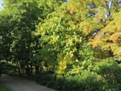 Indianerbanane / Papau -Deutschland Garten Funk Verkaufs-Shop indianerbanane papau m047067 w 3