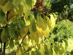 Indianerbanane / Papau -Deutschland Garten Funk Verkaufs-Shop indianerbanane papau m047067 w 4