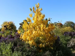 Indianerbanane / Papau -Deutschland Garten Funk Verkaufs-Shop indianerbanane papau m047067 w 6