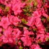 Japanische Azalee 'Allotria'
