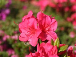 Japanische Azalee 'Allotria' -Deutschland Garten Funk Verkaufs-Shop japanische azalee allotria m003374 w 0