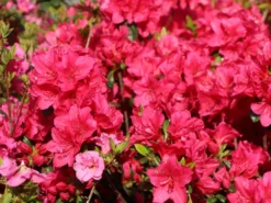 Japanische Azalee 'Allotria' -Deutschland Garten Funk Verkaufs-Shop japanische azalee allotria m003374 w 1