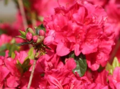 Japanische Azalee 'Allotria' -Deutschland Garten Funk Verkaufs-Shop japanische azalee allotria m003374 w 2