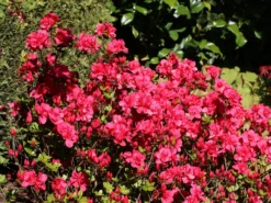 Japanische Azalee 'Allotria' -Deutschland Garten Funk Verkaufs-Shop japanische azalee allotria m003374 w 4