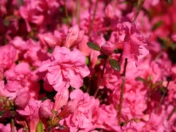 Japanische Azalee 'Babuschka' ®