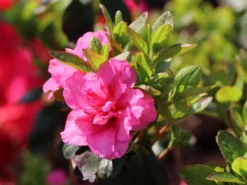 Japanische Azalee 'Babuschka' ® -Deutschland Garten Funk Verkaufs-Shop japanische azalee babuschka m004084 w 2