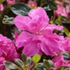 Japanische Azalee Bloom Champion (Fuchsia)