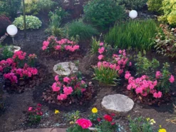 Japanische Azalee Bloom Champion (Pink) -Deutschland Garten Funk Verkaufs-Shop japanische azalee bloom champion pink m117446 1366266 0