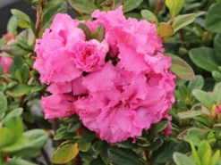 Japanische Azalee Bloom Champion (Pink) -Deutschland Garten Funk Verkaufs-Shop japanische azalee bloom champion pink m117446 w 1