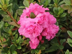 Japanische Azalee Bloom Champion (Pink) -Deutschland Garten Funk Verkaufs-Shop japanische azalee bloom champion pink m117446 w 2