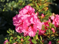 Japanische Azalee Bloom Champion (Pink) -Deutschland Garten Funk Verkaufs-Shop japanische azalee bloom champion pink m117446 w 5