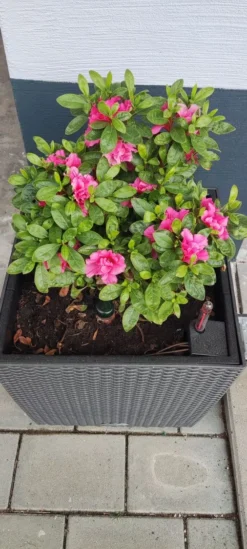 Japanische Azalee Bloom Champion (Purple) -Deutschland Garten Funk Verkaufs-Shop japanische azalee bloom champion purple m117447 1414879 0