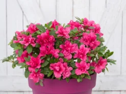 Japanische Azalee Bloom Champion (Purple)