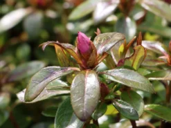 Japanische Azalee Bloom Champion (Purple) -Deutschland Garten Funk Verkaufs-Shop japanische azalee bloom champion purple m117447 w 1