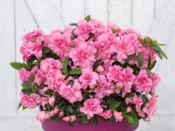Japanische Azalee Bloom Champion (Pink) -Deutschland Garten Funk Verkaufs-Shop japanische azalee bloom champion rosa m117446 w 0