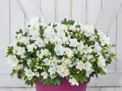 Japanische Azalee Bloom Champion (Weiß) -Deutschland Garten Funk Verkaufs-Shop japanische azalee bloom champion weiss m117444 w 0