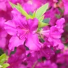 Japanische Azalee 'Blue Danube'
