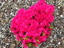 Japanische Azalee 'Canzonetta' -Deutschland Garten Funk Verkaufs-Shop japanische azalee canzonetta m004092 342013 0