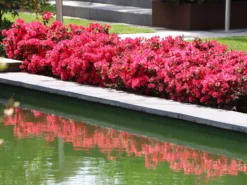 Japanische Azalee 'Canzonetta'