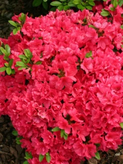 Japanische Azalee 'Canzonetta' -Deutschland Garten Funk Verkaufs-Shop japanische azalee canzonetta m004092 w 0