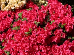 Japanische Azalee 'Canzonetta' -Deutschland Garten Funk Verkaufs-Shop japanische azalee canzonetta m004092 w 1