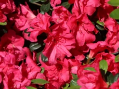Japanische Azalee 'Canzonetta' -Deutschland Garten Funk Verkaufs-Shop japanische azalee canzonetta m004092 w 2