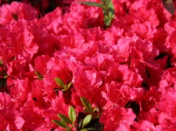 Japanische Azalee 'Canzonetta' -Deutschland Garten Funk Verkaufs-Shop japanische azalee canzonetta m004092 w 4