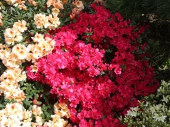 Japanische Azalee 'Canzonetta' -Deutschland Garten Funk Verkaufs-Shop japanische azalee canzonetta m004092 w 6