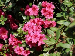 Japanische Azalee 'Chipmunk'