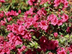Japanische Azalee 'Chipmunk' -Deutschland Garten Funk Verkaufs-Shop japanische azalee chipmunk m006914 w 1
