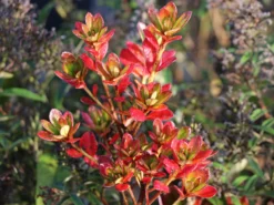 Japanische Azalee 'Chipmunk' -Deutschland Garten Funk Verkaufs-Shop japanische azalee chipmunk m006914 w 2