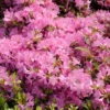 Japanische Azalee 'Diamant Rosa' ®