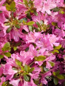 Japanische Azalee 'Diamant Rosa' ® -Deutschland Garten Funk Verkaufs-Shop japanische azalee diamant rosa m003376 w 1