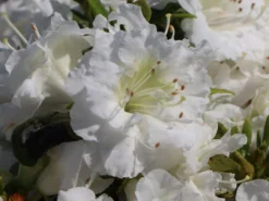 Japanische Azalee 'Eisprinzessin' -Deutschland Garten Funk Verkaufs-Shop japanische azalee eisprinzessin m006896 w 2