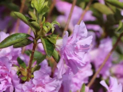 Japanische Azalee 'Elsie Lee' -Deutschland Garten Funk Verkaufs-Shop japanische azalee elsie lee m004102 w 0