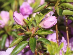 Japanische Azalee 'Elsie Lee' -Deutschland Garten Funk Verkaufs-Shop japanische azalee elsie lee m004102 w 1