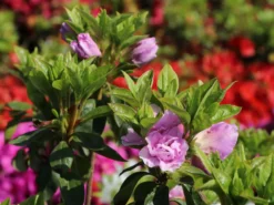 Japanische Azalee 'Elsie Lee' -Deutschland Garten Funk Verkaufs-Shop japanische azalee elsie lee m004102 w 3