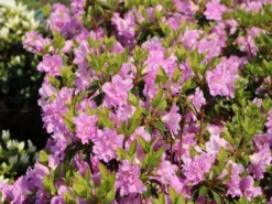 Japanische Azalee 'Elsie Lee' -Deutschland Garten Funk Verkaufs-Shop japanische azalee elsie lee m004102 w 4