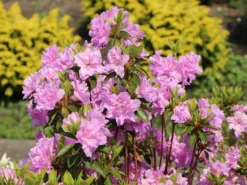 Japanische Azalee 'Elsie Lee' -Deutschland Garten Funk Verkaufs-Shop japanische azalee elsie lee m004102 w 5