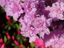 Japanische Azalee 'Elsie Lee' -Deutschland Garten Funk Verkaufs-Shop japanische azalee elsie lee m004102 w 6