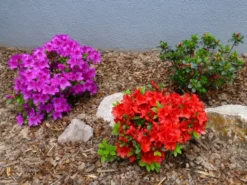 Japanische Azalee 'Fridoline' -Deutschland Garten Funk Verkaufs-Shop japanische azalee fridoline m004108 272173 0