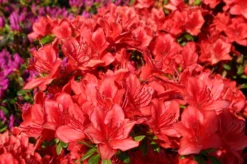 Japanische Azalee 'Fridoline'
