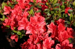 Japanische Azalee 'Fridoline' -Deutschland Garten Funk Verkaufs-Shop japanische azalee fridoline m004108 w 0