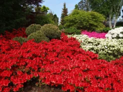 Japanische Azalee 'Fridoline' -Deutschland Garten Funk Verkaufs-Shop japanische azalee fridoline m004108 w 1