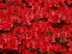 Japanische Azalee 'Fridoline' -Deutschland Garten Funk Verkaufs-Shop japanische azalee fridoline m004108 w 2