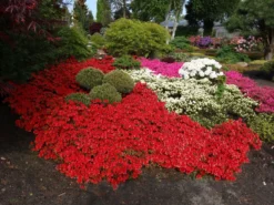 Japanische Azalee 'Fridoline' -Deutschland Garten Funk Verkaufs-Shop japanische azalee fridoline m004108 w 3