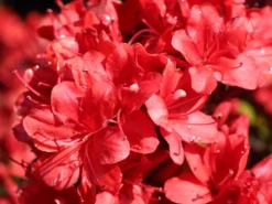 Japanische Azalee 'Fridoline' -Deutschland Garten Funk Verkaufs-Shop japanische azalee fridoline m004108 w 4