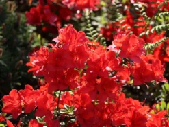 Japanische Azalee 'Fridoline' -Deutschland Garten Funk Verkaufs-Shop japanische azalee fridoline m004108 w 5