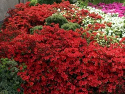 Japanische Azalee 'Fridoline' -Deutschland Garten Funk Verkaufs-Shop japanische azalee fridoline m004108 w 6