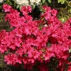Japanische Azalee 'Georg Arends'